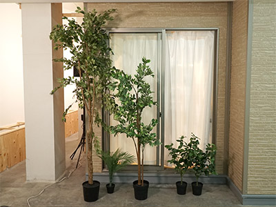ベランダ木